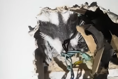 Raccoon gives birth in apartment’s wall then busts through into tenant’s bedroom