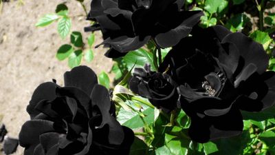 These rare 'black roses' grow naturally in only one region of Turkey, and this natural wonder is known as 'Louis XIV
