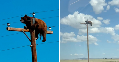 Tragic Update In Viral Story Of Bear Who Was Found Stuck Atop Telephone Pole