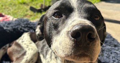 Duke the abandoned dog survived three gunshot wounds, X-rays reveal, as little battler recovers