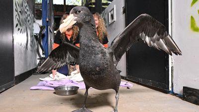 Bird flu cases span across four states as tally climbs