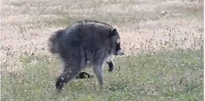 ‘Jimothy’ the raccoon has short spine syndrome – but this condition can affect dogs, too