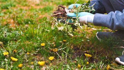 Forget pulling weeds — this one unlikely item in your toolbox can make all the difference