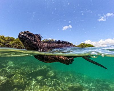 What can the Galápagos Islands’ animals teach us about the threats of El Niño?
