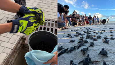 Florida firefighters spotted something moving inside a storm drain during a routine call. It was 14 baby sea turtles, and they rescued every one before returning them to the ocean