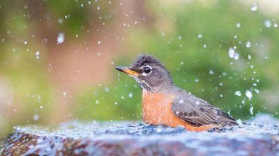 Help American Robins Beat the Summer Heat – 3 Wildlife-Friendly Tips to Keep Them Happy in Your Yard