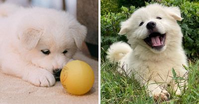 17 Popular Dog Myths That Aren’t Actually True, According To An Expert