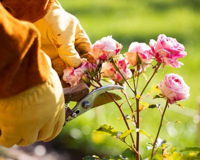 I used to be intimidated by roses. But they are not as high-maintenance as you think