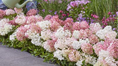 A Brand-New Hydrangea Has Arrived in the US – It’s a Color-Changing Groundcover That Blooms for 100 Days