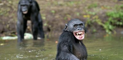Differences in human and great ape laughter reveal clues to the origin of speech