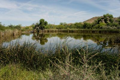 This desert oasis is a biological wonderland. Trump’s border wall threatens to destroy it