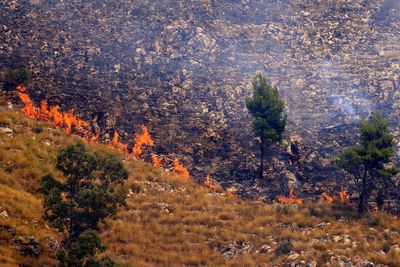 Arsonists spread Italian wildfires by tying flammable rags to cats’ tails