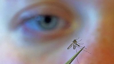 How to avoid West Nile virus as cases start to rise in Europe