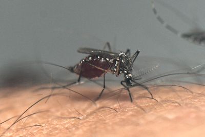 Dengue Fever Has Now Surpassed 500 U.S. Cases and the Mosquito That Spreads It Is Expanding North