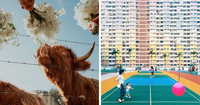 40 Winning Photos By Professionals Who Turned Color Into A Storytelling Tool
