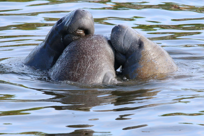 Florida Manatees Could Now Be Legally Killed Under Trump's New Endangered Species Rule