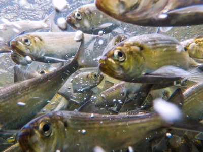 In 2012 and 2013, Maine removed two hydroelectric dams from the Penobscot River; river herring later rose from almost zero to more than six million