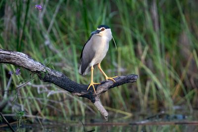 Rare heron rarely seen in the UK spotted in Somerset