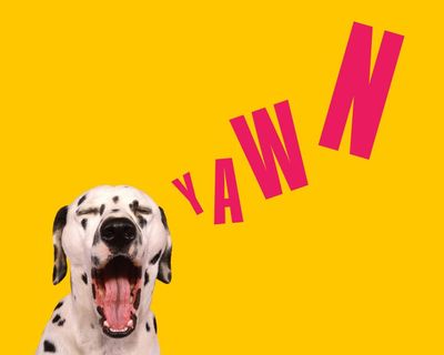 13 surprising reasons you’re always dog tired – and what to do about it