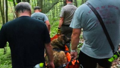 A 102-pound dog could not make it down a mountain. Volunteers carried her for four hours