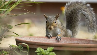 I've Discovered a $3 Kitchen Spice Could Keep Squirrels Out of Your Garden for Good – and It’s Already in Your Pantry
