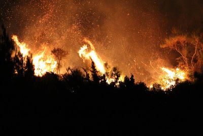 Wildfires spread in Italy by arsonists tying flammable rags to cats during ‘truly criminal’ act