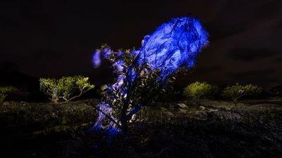 Luminous "ghost net" wins prestigious photography award while shedding light on growing threat to mangrove swamps