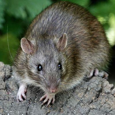 'Expect to see a higher than average volume of rats' – how to protect your garden from rodent destruction this summer, according to the experts