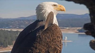 Big Bear bald eagle Jackie's health update: Lead poisoning ruled out, bright and strong but critical after life-saving blood transfusion