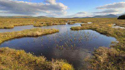 In the 1980s, Scotland planted commercial trees across parts of a 9,000-year-old peatland; decades later, conservationists are removing them to protect wildlife and keep its stored carbon in the ground