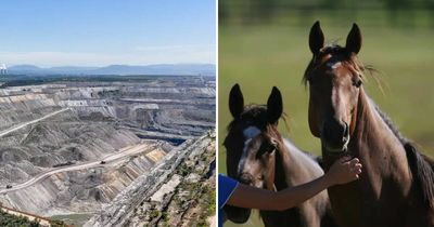 Coal v foal: thoroughbred industry warns HVO continuation could destroy investment