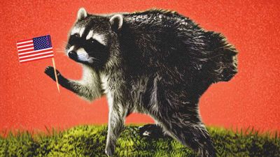 What Jimothy the Raccoon Reveals About Seattle