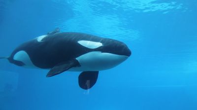 ‘Culturally learned tradition’: In certain parts of the world, scientists are shocked to observe that Orcas literally explode their prey
