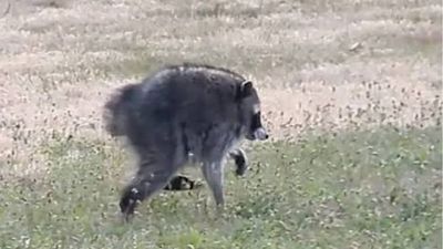 Jimothy the Raccoon is the art world’s latest obsession