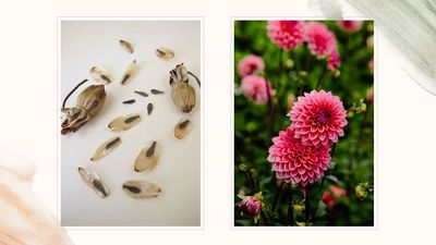 How can you grow dahlias from seed? Follow this simple expert guide for achieving impressive blooms