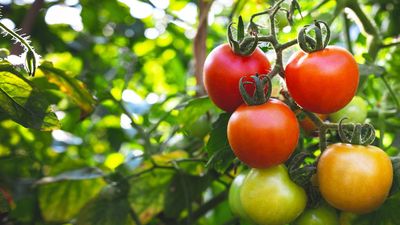 This ultimate garden hack reveals why you should be planting your tomatoes horizontally