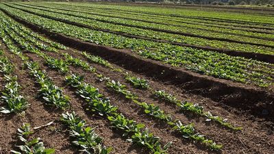 Crop prices hit three-year high as heat, war stoke supply fears
