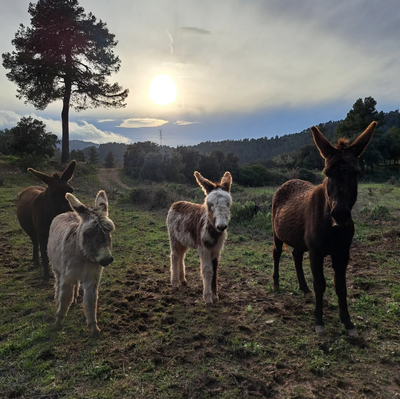 Roberto, Nelson and Eleanor: As wildfires intensify, Spain is relying on an unexpected firefighting team of rescue donkeys to stop deadly forest fires naturally—and Canada is exploring the same solution