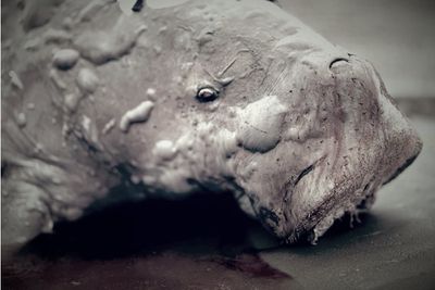 Dugong carcass found with tusks removed in Krabi