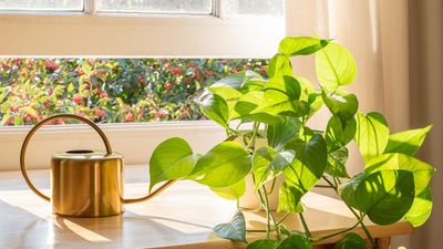 What to Do With Pothos in July – 7 Simple Jobs for Fuller Leaves, Longer Vines, and Healthier Growth