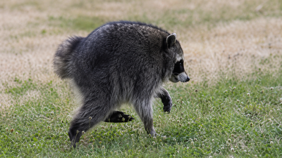 Jimothy the viral raccoon is 100% real — here's what's AI