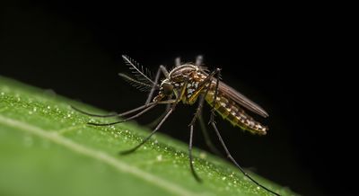 Can a Bee Bath Become a Mosquito Breeding Spot?