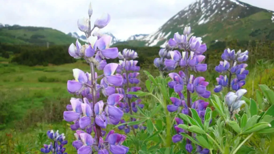 In 1945, Iceland planted Alaskan lupins to repair eroded soil and prepare land for forests; decades later, the purple plant was classified as an invasive threat
