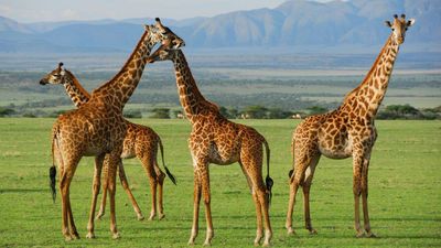 In the early 1980s, poaching wiped out all wildlife in this Ugandan reserve, now 12 giraffes are being brought back to save them from oil drilling