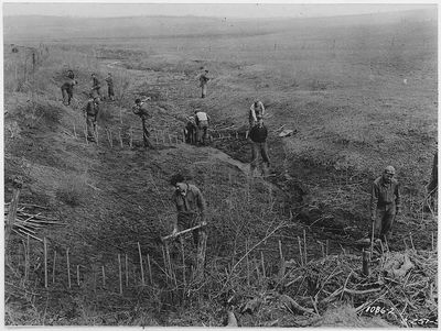 In the 1930s, America planted 220 million trees across Dust Bowl farmland; decades later, thousands of km of shelterbelts still protected farms and wildlife