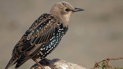 In 1890, European starlings introduced in New York’s Central Park began a spread that eventually produced about 150 million birds across North America