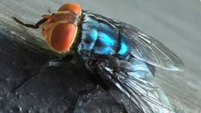A dangerous parasite is spreading north through Central America into the US, and its weakness may be a very specific smell