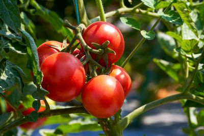 Why Do Tomatoes Develop Yellow Shoulders Near the Stem?