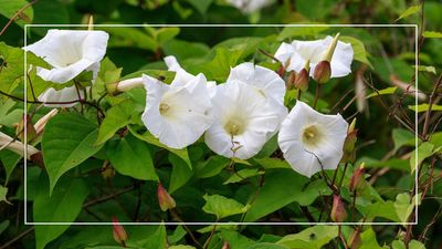 Is your garden being taken over by bindweed? This garden expert has a simple, chemical-free solution to keep it under control