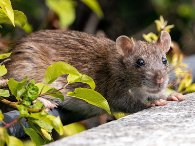 Britain dropped more than 300 tons of poison across South Georgia to kill every rat; by 2018, over 100,000 hectares were rodent-free